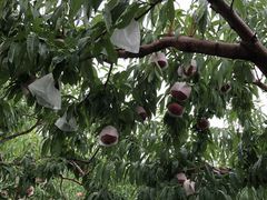 �Ղ�����̌É��b�ʉ��ւ̓��e�ʐ^1