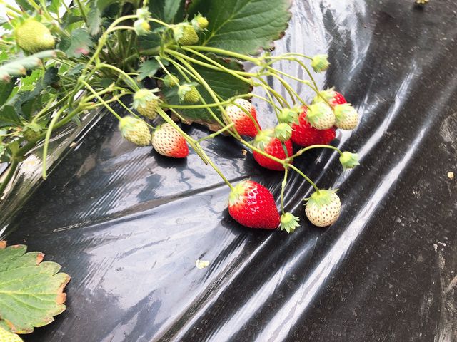 ������_MASHIKO�@STRAWBERRY�@FARM