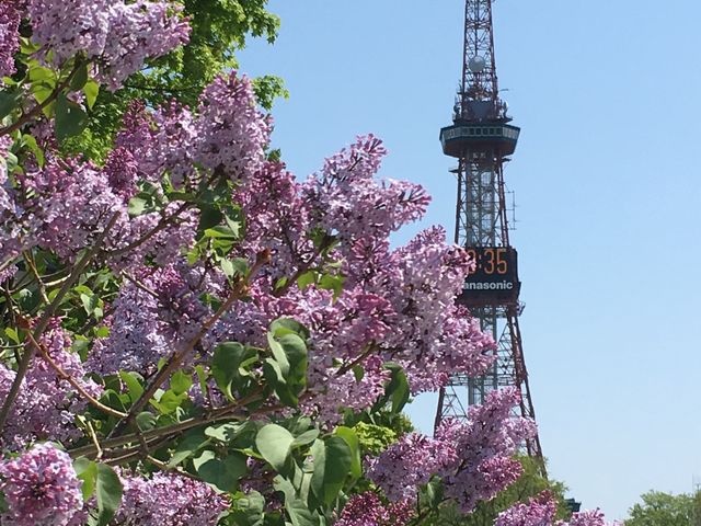 �Y��ȉԂ�_�����ۂ�e���r��