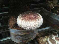 ����ɂ傳��̃T���R�E�t�@�[���ւ̓��e�ʐ^1