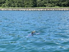 hijikigoke̊CƃIS[ւ̓eʐ^2