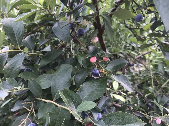 �傫�ȃu���[�x���[����������Ȃ��Ă��܂����I_���ʂ���ӂ��[��