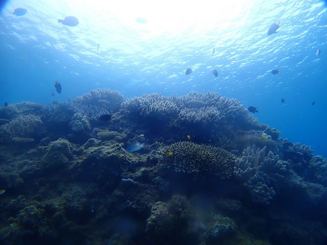 �������X��_SHIZUKA