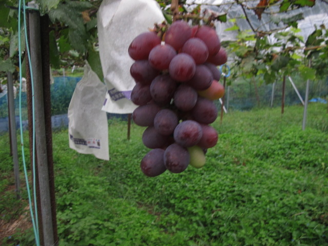 �x���i��̎���
_�^�y��