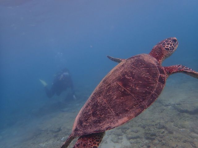 �G�o�[�u���[���v���@�J��_�G�o�[�u���[���v��