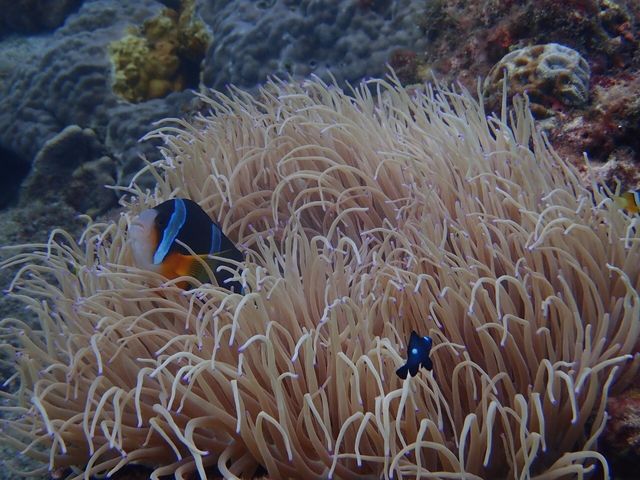 �G�o�[�u���[���v���A�N�}�m�~_�G�o�[�u���[���v��