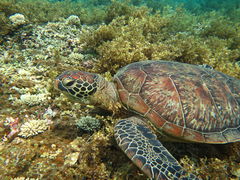 ݂̂̃}T[rX@pb\ւ̓eʐ^1