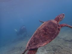 񂳂̃Go[u[vւ̓eʐ^1