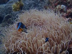 񂳂̃Go[u[vւ̓eʐ^2