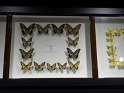 Ђ낳̕ɌlƎR̔ق̓eʐ^4