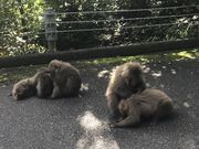 �����񂳂�̐����ѓ��̓��e�ʐ^2