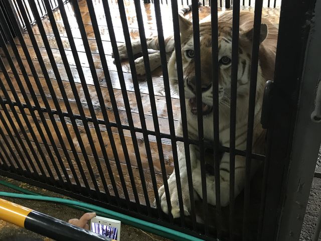 �g���̃{���^�N�ł��I_�ߐ{�T�t�@���p�[�N