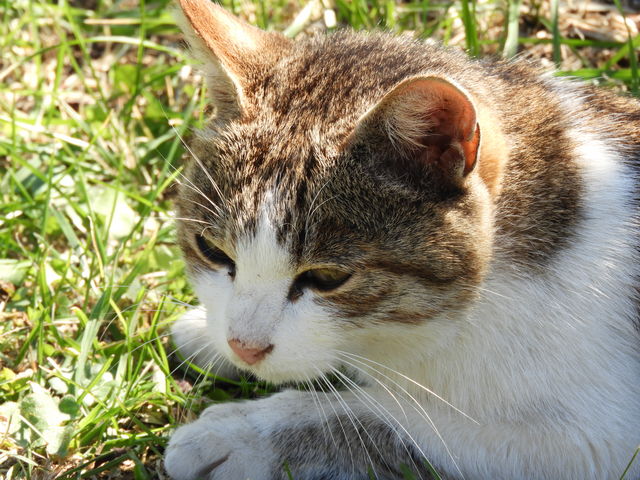 �����l���g�`���V�̏Z�ɂ��?_�����l���g�`���V��