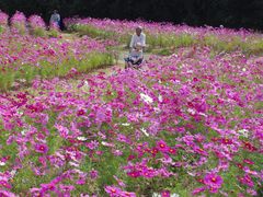 kiyohiko85jpさんの自然文化園（万博記念公園）の投稿写真2
