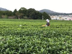 т񂩂̑ ˘FYقȂւ̓eʐ^1