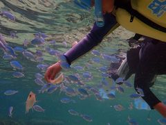 �t�W�R����̃V���m�[�P�����{�@�I�L�i���ւ̓��e�ʐ^1