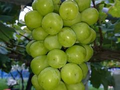 񂳂̂ԂǂH[OIKOSւ̓eʐ^1