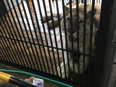 �Ђ끙����̓ߐ{�T�t�@���p�[�N�ւ̓��e�ʐ^1