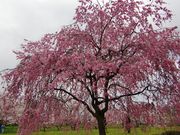 yula����̗r�R�����̍��̓��e�ʐ^1