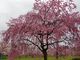 yulaさんの羊山公園の桜の投稿写真1