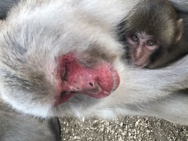 �e�q�̎ʐ^�����ߋ����ŎB��܂����B_���������q�k���R�������@�����̍�