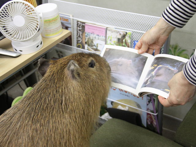 wS
_CAPYBARA LAND JsohPUIPUI