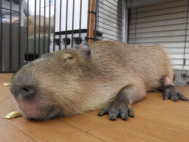 ؂[񃍃N
_CAPYBARA LAND JsohPUIPUI