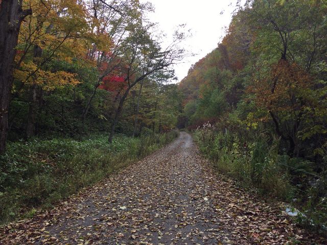 L̏iޓBԂʂꂻȂ炢̓BꂪƑ܂_L̑ꎩRT̐X