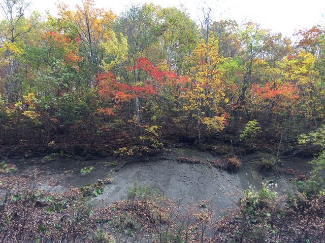 L̏i񂾁AȐ̍gtP_L̑ꎩRT̐X