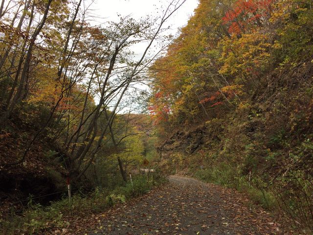 L̏i񂾁AȐ̍gtQ_L̑ꎩRT̐X