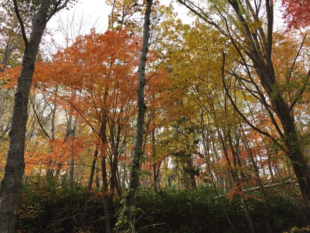 L̏iŌgt_L̑ꎩRT̐X