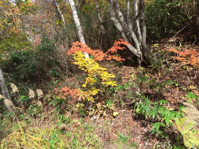 L̏iŌgtQBFfG_L̑ꎩRT̐X