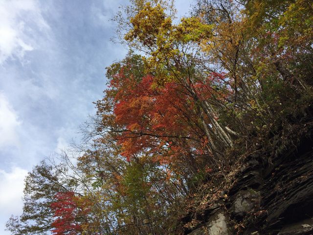 L̏i񂾁AȐ̍gtR_L̑ꎩRT̐X