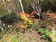 ̗L̑ꎩRT̐X̓eʐ^16