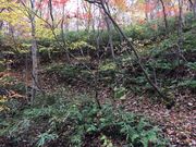 ̗L̑ꎩRT̐X̓eʐ^18