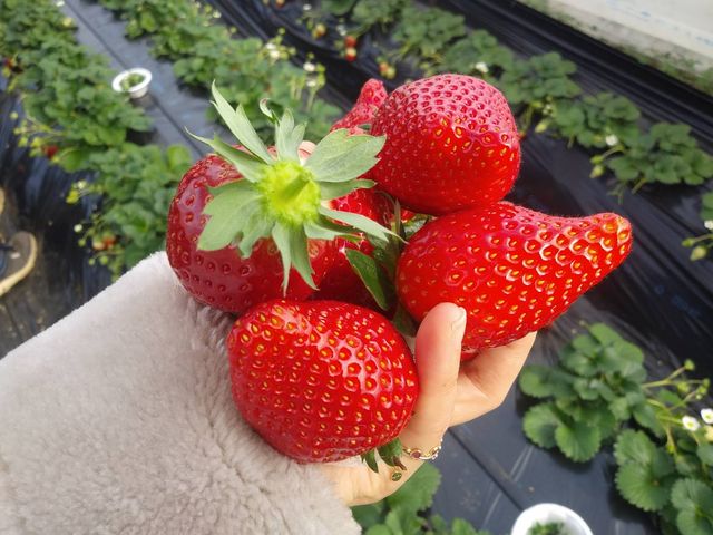 �{���ɑ傫���������������ς��ł��B_MASHIKO�@STRAWBERRY�@FARM