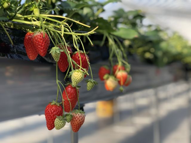 �C�`�S_�Ђ���䕔_��