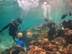 _CrOƐ̓ASeaMole̎ʐ^1