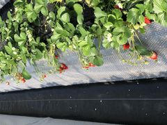 ܂܂񂳂̃Xgx[h}ւ̓eʐ^1