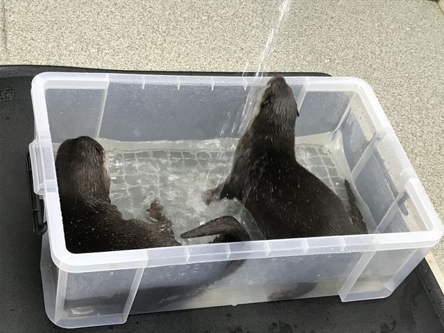 �J���E�\�̐��V��_���ӂ�鉮�@�J���n��