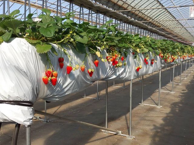 ���ݍ͔|_�R���R���������t�@�[��