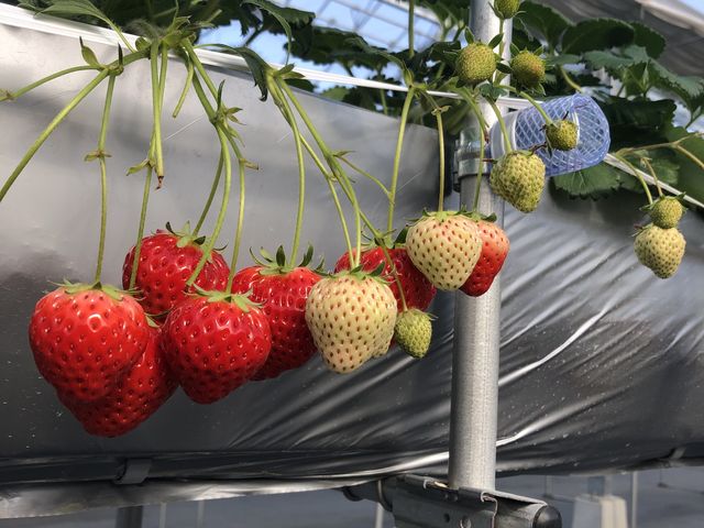 �傫���ĊÂ��������I���ʂ��P_���������̃C�`�S���u���c��v