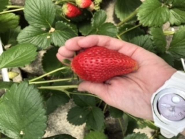 �傫���ĊÂ�䖂ł����B_�T�N�U�_��