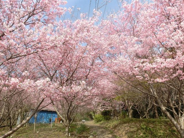 񂳂̃X}Ch@cÓ̗R̓eʐ^1