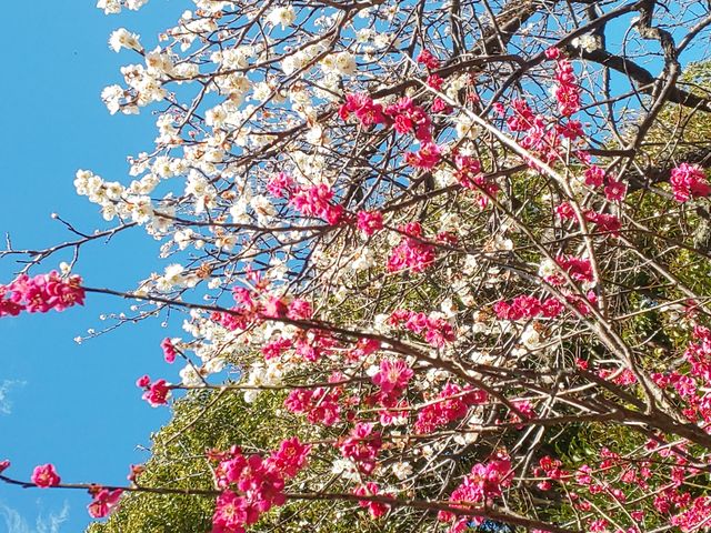 maru����̒J�ۓV���{�̓��e�ʐ^2