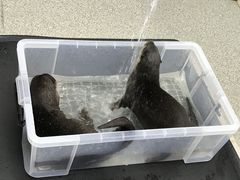 ݂傱̂ӂ鉮@Jnւ̓eʐ^1