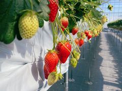 rinóyɐzƂւ̓eʐ^1