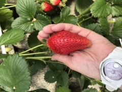 pseudomonas����̃T�N�U�_���ւ̓��e�ʐ^1