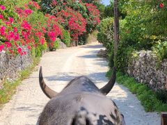 Ȃ񂳂̐Ί_h[όւ̓eʐ^1