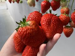 harukâ񂽃t@[ւ̓eʐ^1